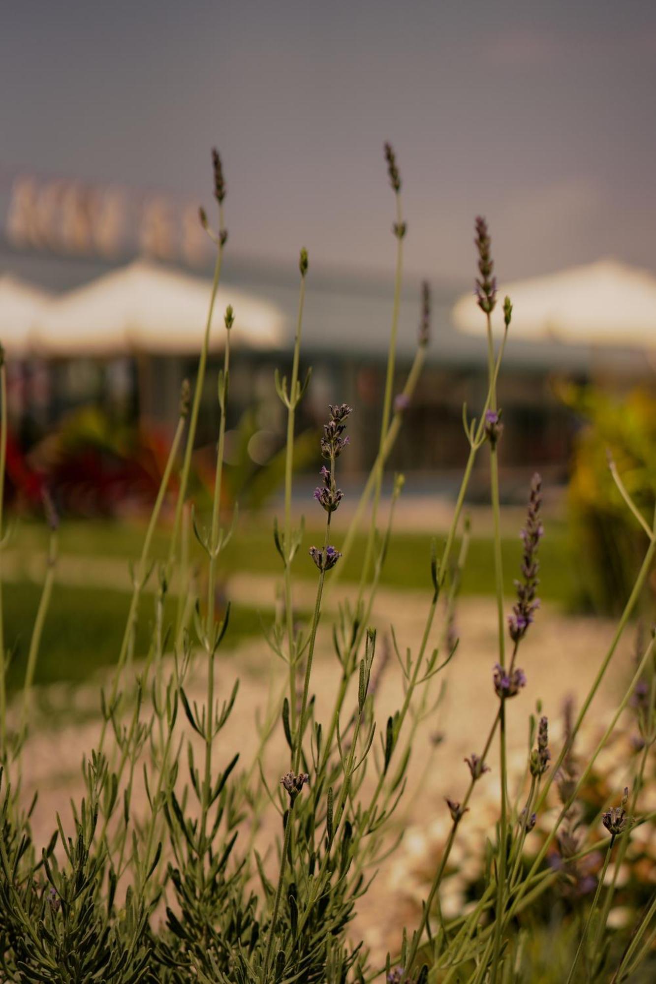 La Vida Otel Urla Zewnętrze zdjęcie